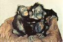 Orangutans.jpg (351187 bytes)